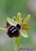 Ophrys passionis subsp. passionis